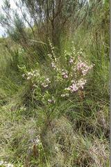 Erica chamissonis chamissonis