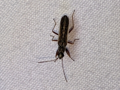 Paromius longulus