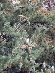 Pinus parviflora