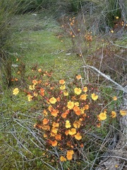 Hibbertia stellaris
