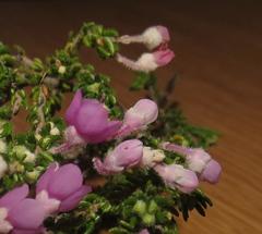 Erica chamissonis chamissonis