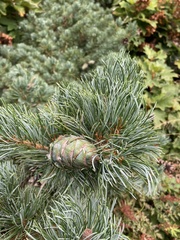 Pinus parviflora