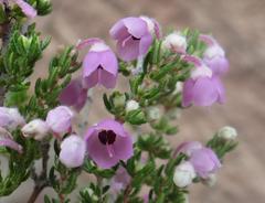 Erica chamissonis chamissonis