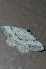 Digrammia irrorata