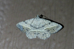 Digrammia irrorata