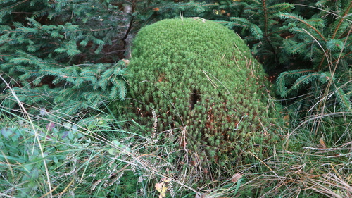 ploník obyčajný (Polytrichum commune)