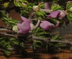 Erica chamissonis chamissonis