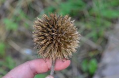 Echinops exaltatus