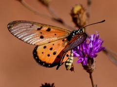 Acraea neobule neobule