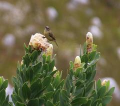 Protea lacticolor