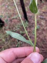 Erigeron subtrinervis