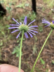 Erigeron subtrinervis