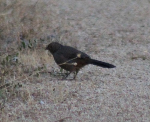 iNaturalist observation photo of California Towhee