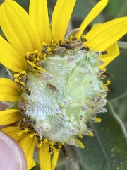 Neolasioptera helianthi