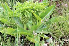 Eucomis autumnalis clavata