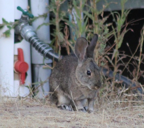 iNaturalist observation photo of Brush Rabbit