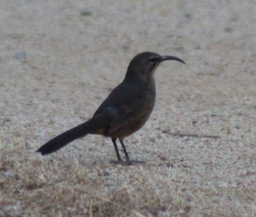 iNaturalist observation photo of California Thrasher