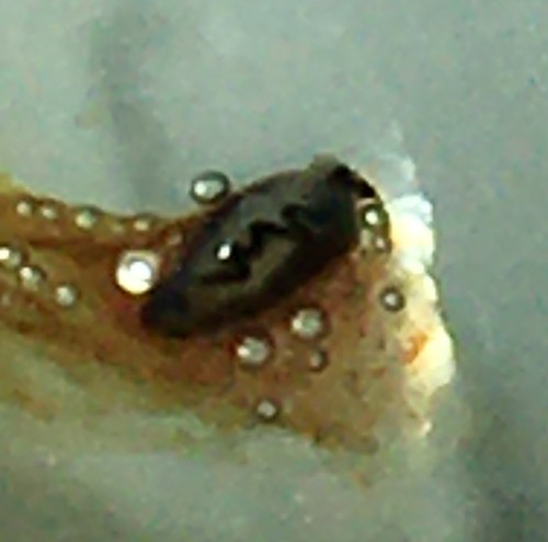 iNaturalist observation photo of Flukes