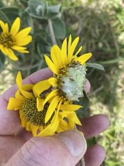 Neolasioptera helianthi