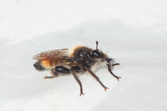 Laphria flava