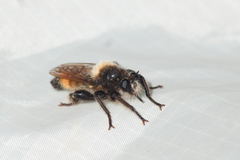 Laphria flava