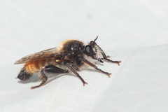 Laphria flava