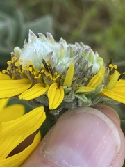 Neolasioptera helianthi