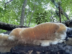 Irpiciporus