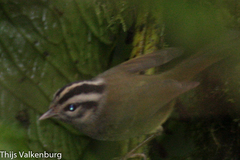 Basileuterus melanotis