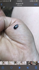 Hololepta