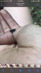 Hololepta