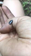 Hololepta