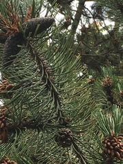 Pinus heldreichii