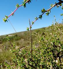 Bacillidae