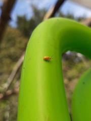 Monomacra