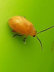 Monomacra