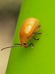 Monomacra