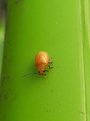 Monomacra