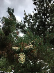Pinus parviflora