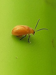 Monomacra