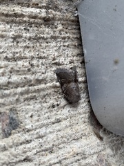 Oligia minuscula