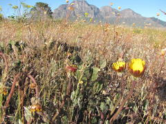 Arctotis angustifolia