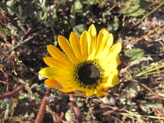 Arctotis angustifolia