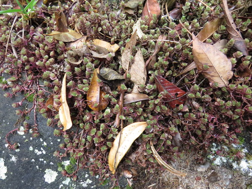 Callisia repens