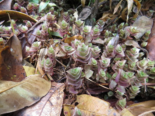 Callisia repens