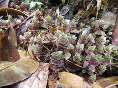 Striped Inch Plant (Callisia)