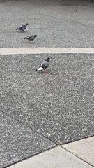 Columba livia