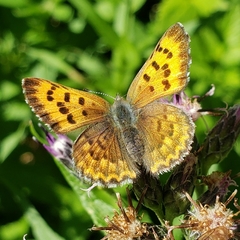 Tharsalea mariposa