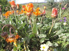 Arctotis campanulata