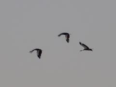 Balearica regulorum regulorum